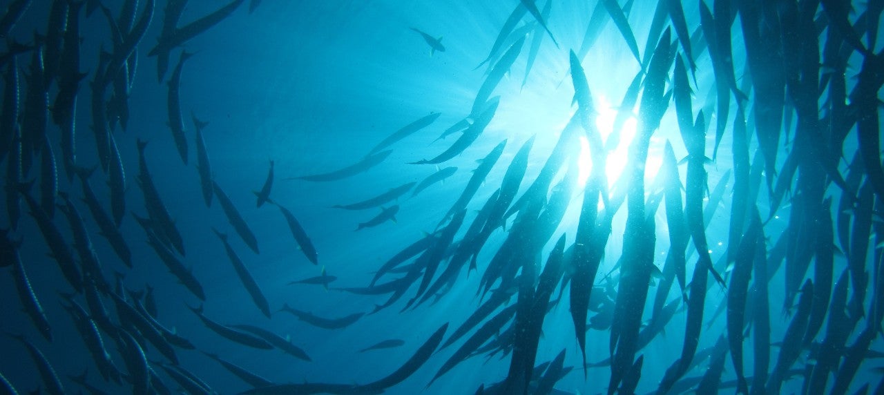 Fish Oil 670x300 Fish Oil 670x300